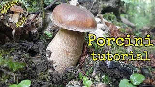 Funghi Porcini quotEstatiniquot Boletus aestivalis 🍄 [upl. by Stiruc]