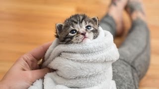 5 Ways to Comfort a Kitten [upl. by Gierc]