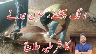 MPD in cow  Stringhalt  upward fixation of patella  سڑن، سرکن، سرنیل، سرنی  Dr Furqan Basheer [upl. by Laehcar]