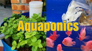 How To build easy and cheap Aquaponic Barrel System at home [upl. by Noonberg232]