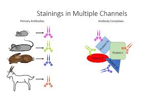 25 Immunostaining amp Chemical Dyes  Principles and techniques [upl. by Nnave]