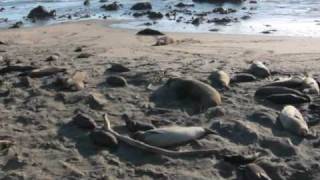 Elephant Seals at Cambria California [upl. by Becky]