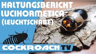 Haltungsbericht Lucihormetica Leuchtschabe [upl. by Weasner527]