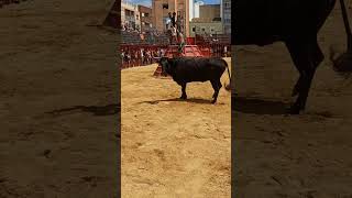 quotChiquitaquot de la ganadería del Salero en Picassent 🐂toros viral parati bousalcarrer [upl. by Odnuges655]