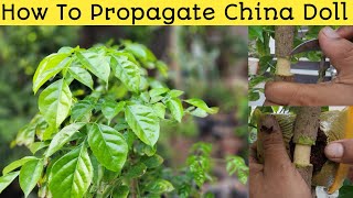 How To Propagate China Doll Plant👌Radermachera Sinica Propagation👌Radermachera Plant Propagation🏝️ [upl. by Eellek498]