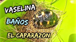 El caparazon de tortuga baños y vaselina sus cuidados [upl. by Imojean]