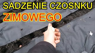 Sadzenie Czosnku ZIMOWEGO  Czosnek uprawa na działce [upl. by Eoz776]