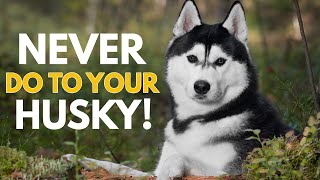 5 Things You Must Never Do to Your Siberian Husky [upl. by Stoecker908]