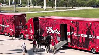 Budweiser Clydesdales Tractor Trailer Cool Today Park North Port FL 21724 [upl. by Imekawulo]