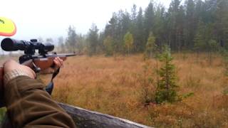 Moose hunting sweden [upl. by Accebber]