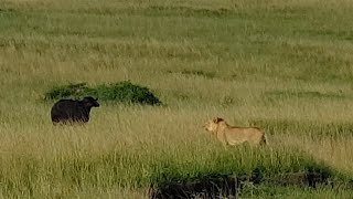 Young male lion gets help from lioness to hunt a buffalo [upl. by Ydissac]