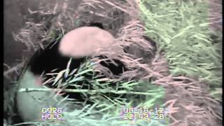 Footage of giant panda birth at the Smithsonians National Zoo [upl. by Zeph772]