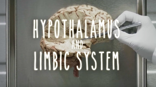 Neuroanatomy S1 E4 Hypothalamus and Limbic System neuroanatomy ubcmedicine [upl. by Lobel]