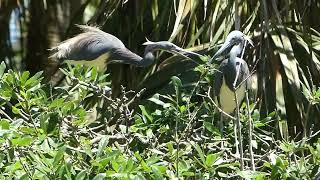 2 TriColored Herons and 1 stick In the Breeding Season Sticks Are Snapped Up St Augustine Florida [upl. by Carolan]