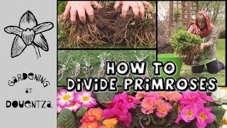 How to Divide Primroses amp Polyanthus  Quick and Easy Guide [upl. by Eikcaj264]