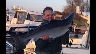 33 Pfund Lachs Rügen Trolling Sideplaner  Big atlantic salmon 36lbs trolling baltic sea [upl. by Sidran]