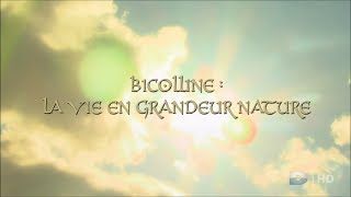 Bicolline La vie en grandeur nature [upl. by Wilkison]