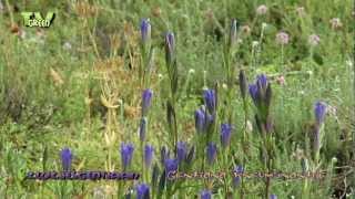 Klokjesgentiaan  Gentiana pneumonanthe  Marsh Gentian [upl. by Nohtahoj]