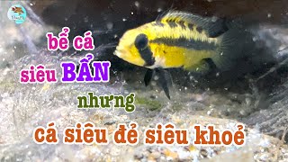 Bể cá siêu bẩn nhưng Megaptera vẫn đẻ ầm ầm  Cá phượng hoàng hoang dã [upl. by Lilybel]