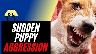 Sudden Puppy Aggression amp How to Stop It tutorial [upl. by Matelda]