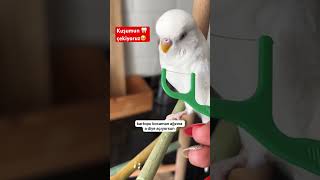 SABAHA KADAR AĞRIDAN UYUMADI budgies diş shorts [upl. by Bullivant]