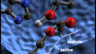 Acetylcholinesterase Cleaving Acetylcholine [upl. by Norreht]