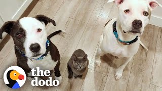 Kitten Is Obsessed with Pittie Brothers  The Dodo Odd Couples [upl. by Sitoiganap980]