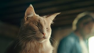 KPN katten reclame 1 uur [upl. by Ahsoet]