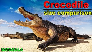 Crocodile Size Comparison 🐊 Which Crocodile is the biggest [upl. by Edgar302]