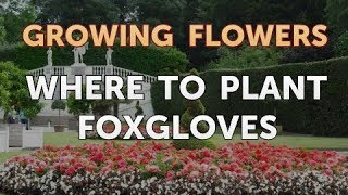 Where to Plant Foxgloves [upl. by Orofselet93]