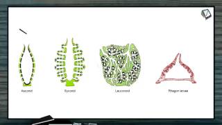 What is Canal System amp Types of Canal Systems  NEET Zoology XI  Animal Kingdom [upl. by Lebama]