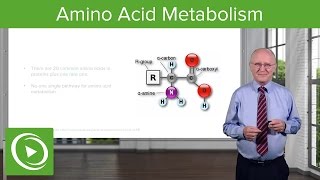 Amino Acid Metabolism Introduction – Biochemistry  Lecturio [upl. by Neelahtak]