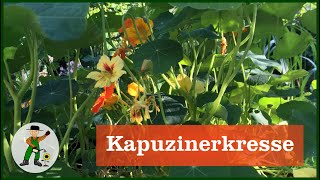 Kapuzinerkresse im Garten [upl. by Enorej]