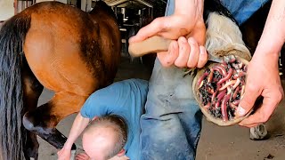 Extreme Hoof Cleaning Transforming Filthy Hooves to Healthy Feet [upl. by Maribel]