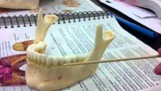 Mandible anatomy model fossa and forAmen [upl. by Nuawtna533]