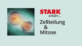 Zellzyklus und Mitose  STARK erklärt [upl. by Sension]