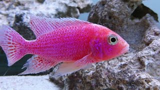 Strawberry Peacock Cichlid Pink Malawi Aulonacara Dragonblood [upl. by Enirok]