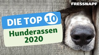 Top 10 Hunderassen 2020  Die beliebtesten Hunderassen in Deutschland [upl. by Hubing]