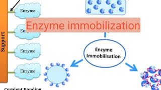 Enzyme immobilization [upl. by Leorsiy263]