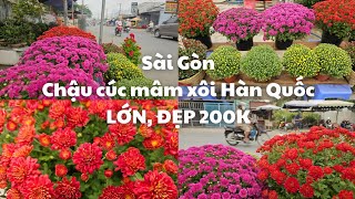 Sài Gòn nơi bán hoa tết 2024 CÚC MÂM XÔI Hàn Quốc đẹp chậu lớn 200k  Mai và các loại hoa khác [upl. by Lesh223]