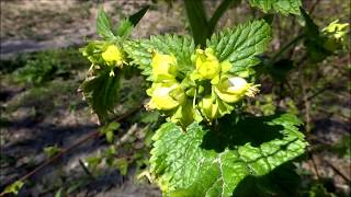 Yellow figwort Scrophularia vernalis  20150418 [upl. by Suryt]