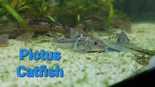 Pictus Catfish facts [upl. by Blakelee]