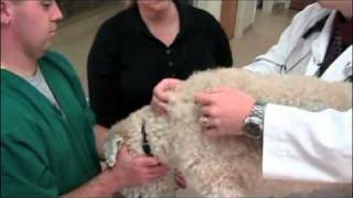 How to give a pet injections [upl. by Elleirbag685]