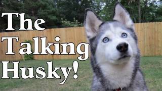 Dog Talking Siberian Husky Talking about Dinner Time Food NOW [upl. by Ardnaek31]