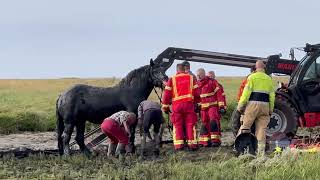 Brandweer redt paard uit vaargeul in getijdenhaven Noordpolderzijl [upl. by Guglielma]