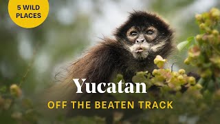 5 Must Do Adventures in the Yucatan Peninsula Mexico [upl. by Anidnamra]