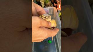 Shipping snakes molinarosnakelab ballpython royalpython shippingsnakes diy bananaballpython [upl. by Notliw]