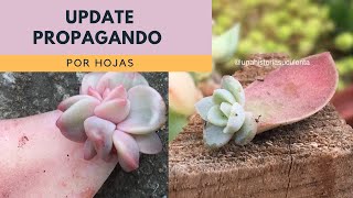 Update Propagación de Suculentas por Hoja Crecen Rápido [upl. by Reedy]