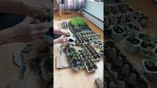 transplanting arugula roquette from egg cartons to jiffy pots [upl. by Notlit]