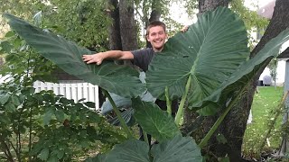 The Secret to Growing Alocasia  The Barefooted Gardener [upl. by Solrac]